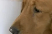 Denuncia por amenazas coactivas tras el disparo a un perro en Villa Devoto. Fotografía editorial relacionada con amenazas coactivas Villa Devoto. publicada en DF Urgente