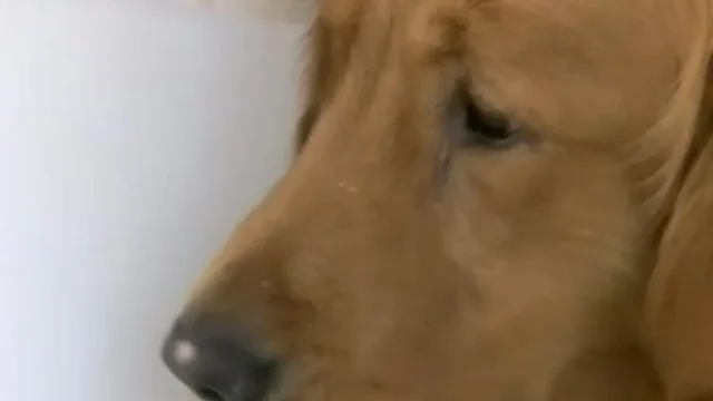 Denuncia por amenazas coactivas tras el disparo a un perro en Villa Devoto. Fotografía editorial relacionada con amenazas coactivas Villa Devoto. publicada en DF Urgente