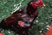 Peleas de gallos en Brandsen: rescataron 111 animales y detuvieron a 27 personas. Imagen destacada sobre peleas de gallos en Brandsen. publicada en DF Urgente