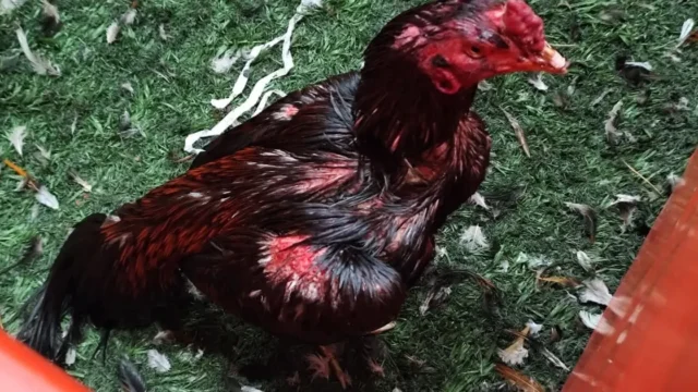 Peleas de gallos en Brandsen: rescataron 111 animales y detuvieron a 27 personas. Imagen destacada sobre peleas de gallos en Brandsen. publicada en DF Urgente