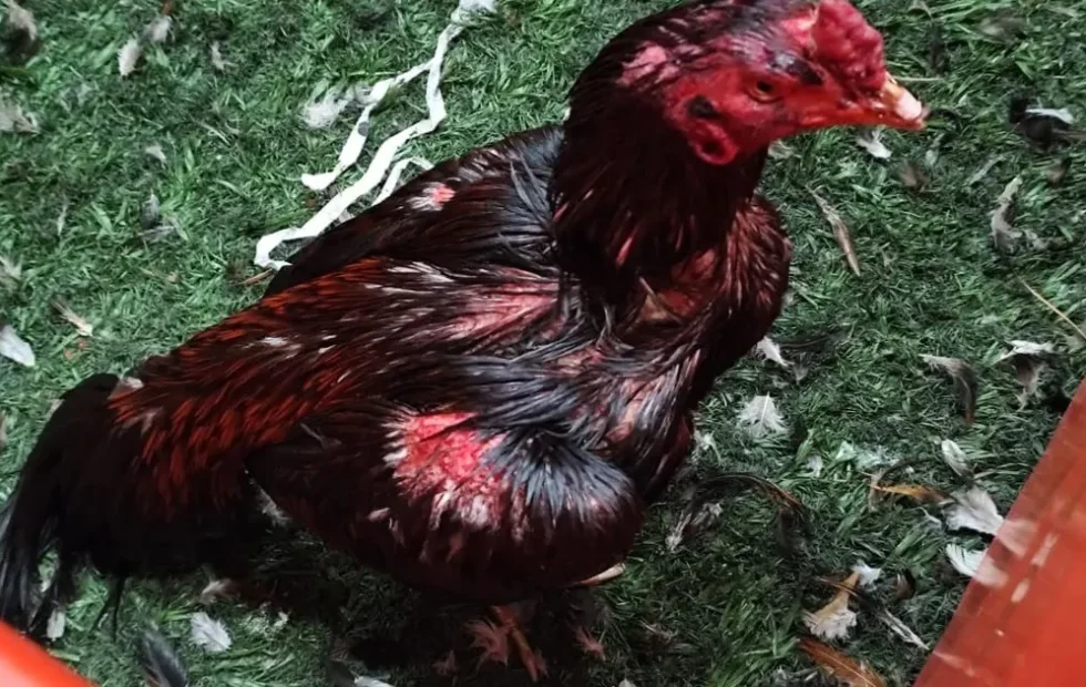 Peleas de gallos en Brandsen: rescataron 111 animales y detuvieron a 27 personas. Imagen destacada sobre peleas de gallos en Brandsen. publicada en DF Urgente